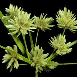 <i>Cyperus eragrostis</i> – Umbrella Sedge